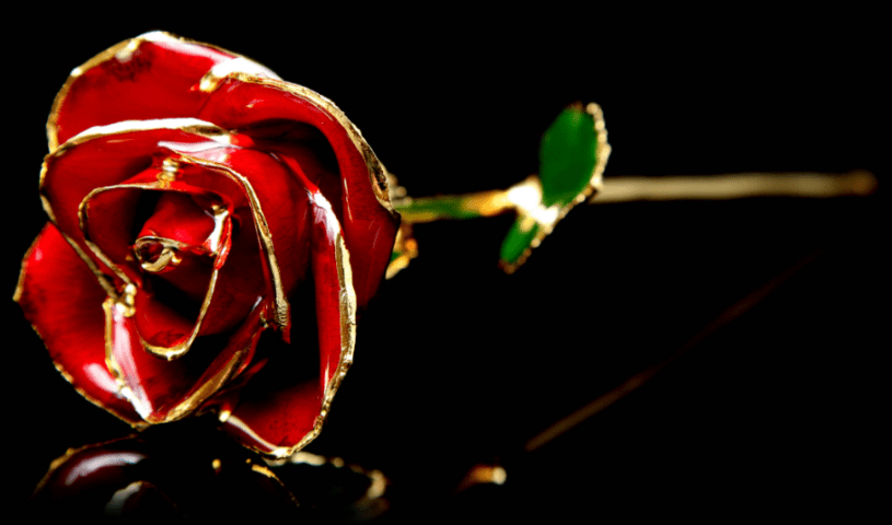 red rose 815x480 1