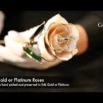 24k Gold Plated Real White Roses